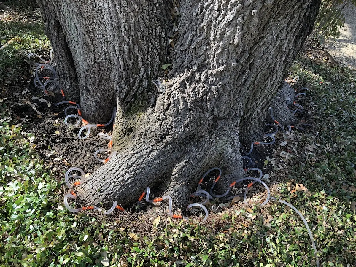 Detailed Tree Cabling and Bracing job site in Beaver Creek